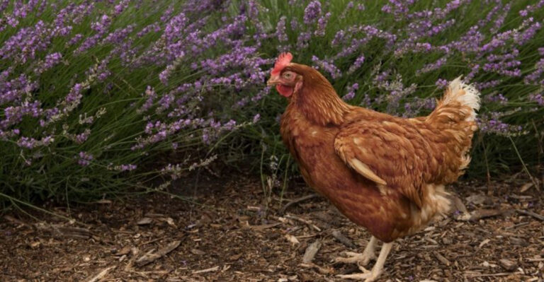 15 Chicken-Friendly Plants for a Backyard Coop Garden