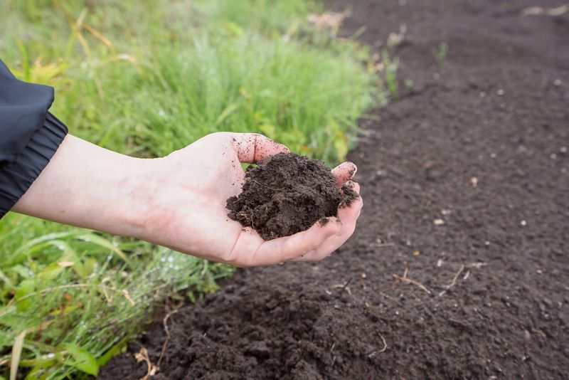 Ignoring Soil Quality