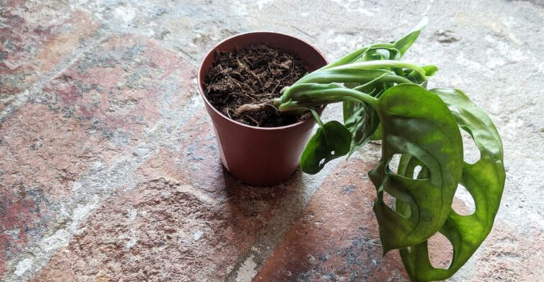 15 Common Gardening Mistakes to Avoid in Alabama’s Humid Summers
