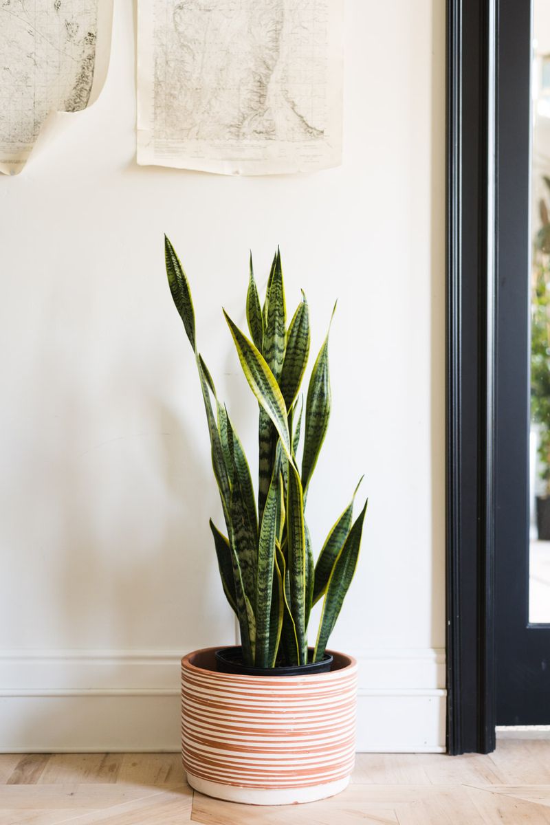 Snake Plant (Sansevieria) – The 
