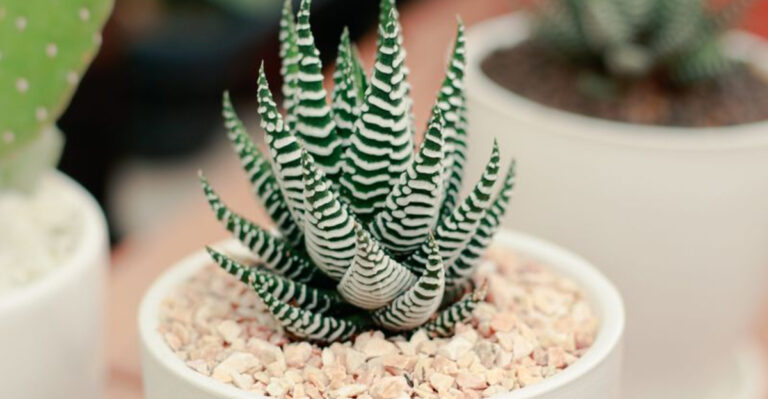15 Fake Looking Plants That Are Actually Real (And Thrive in Dry Air)