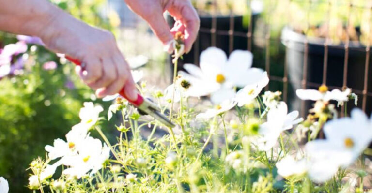15 Flowers You Should Deadhead In July For More Beautiful Blooms And Lasting Color