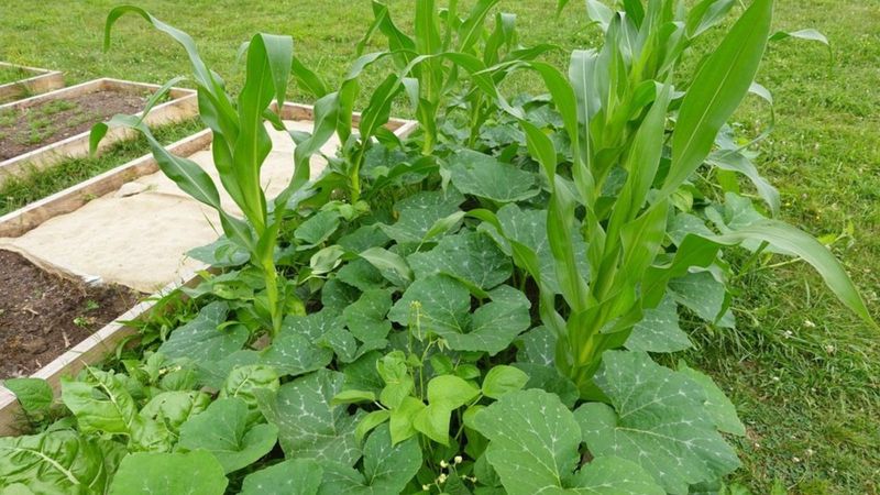 Three Sisters Planting