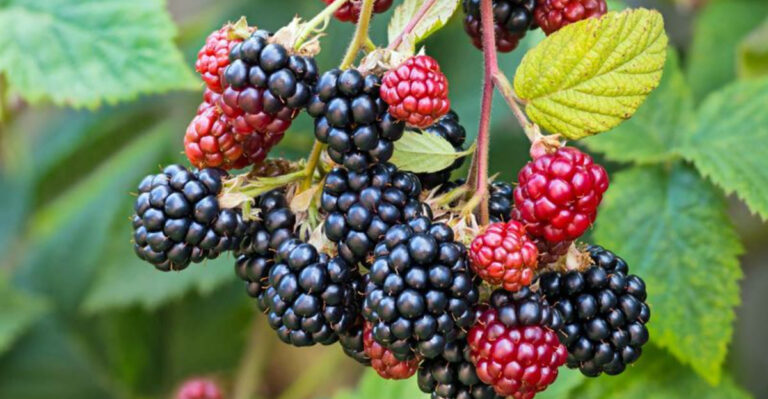 15 Fruits That Are Shockingly Easy to Grow in Georgia’s Red Clay Soil
