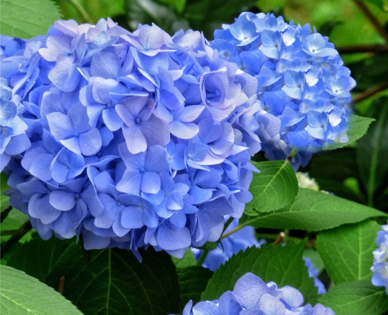 Hydrangeas