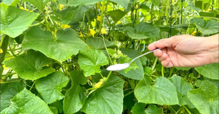 15 Garden Plants That Love Baking Soda