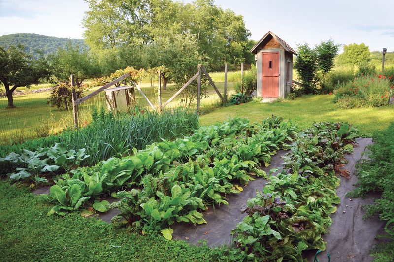 Planting Cool-Season Vegetables in Summer