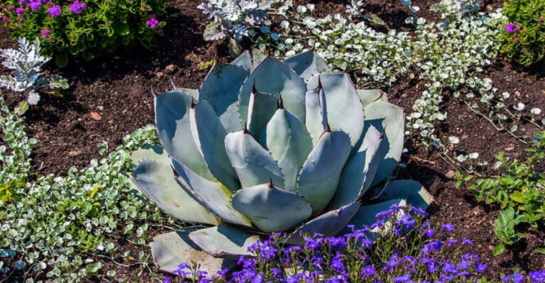 15 Gardening Tricks That Save Water in New Mexico’s Dry Zones