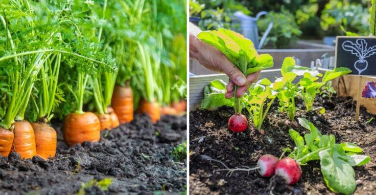 15 Great Veggies To Grow In Raised Beds