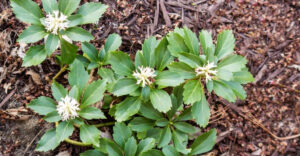 Spreading ground covers thriving in Georgia garden with reddish clay soil in background