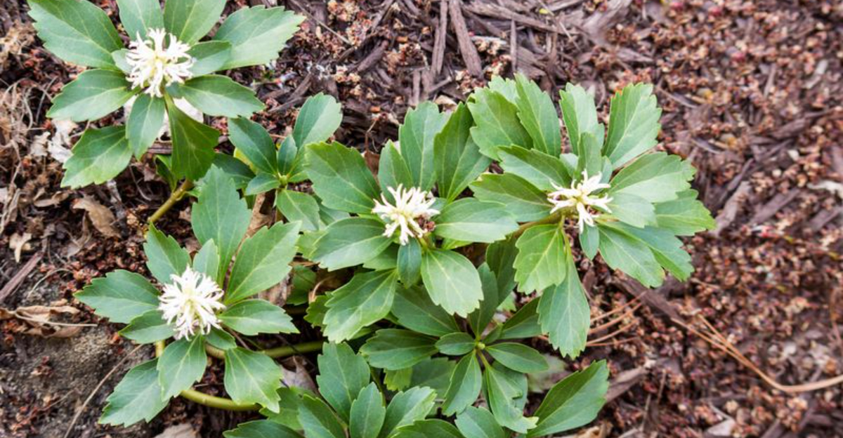 Spreading ground covers thriving in Georgia garden with reddish clay soil in background