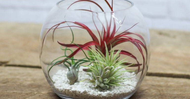 15 Houseplants That Proved Size Doesn’t Matter