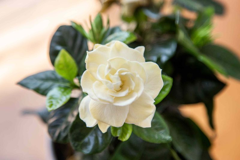 Gardenia