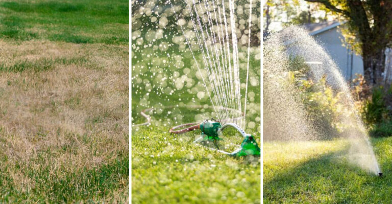15 Lawn Watering Mistakes Killing Your Grass – Plus 9 Pro Tips That Work
