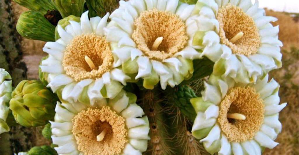 15 Rare Flowers That Bloom Only Once a Year