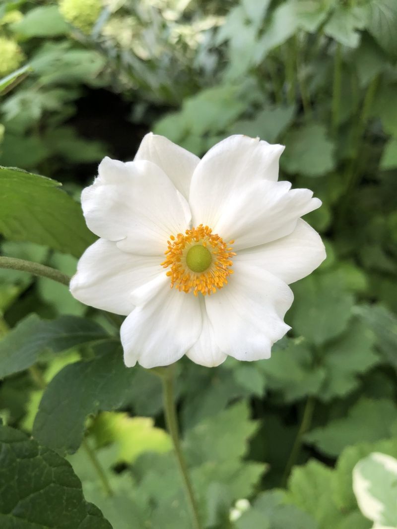 Japanese Anemone's Late Bloom