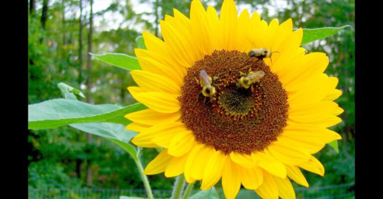 15 Secrets to Growing the Biggest Sunflowers In The Neighborhood