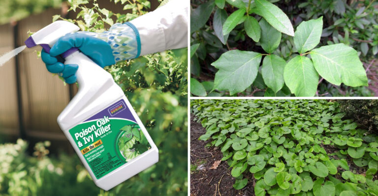 15 Simple Ways to Keep Poison Ivy Out of Your Garden for Good