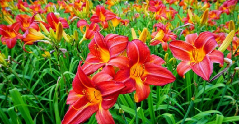 15 Striking Perennial Flowers That Will Instantly Draw Attention To Your Garden