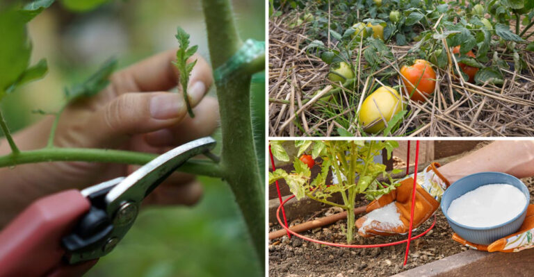 15 Tomato Growers Share One Secret About Yellow Leaves – It Works