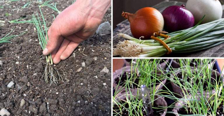 15 Ways To Grow A Massive Onion Garden
