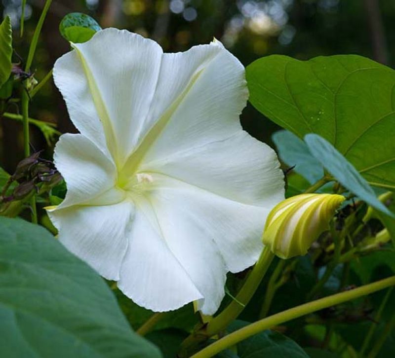 Moonflower (Ipomoea alba)