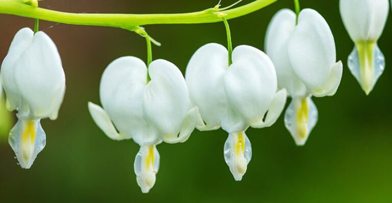 15 White Flowers That Glow Under Moonlight