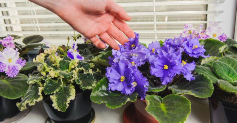 16 African Violet Secrets That Force Blooms Without Store Fertilizers