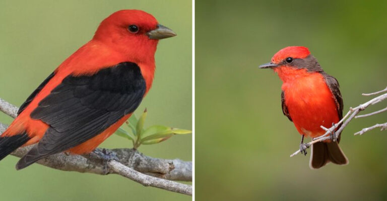 16 Birds That Look Like Cardinals But Aren’t