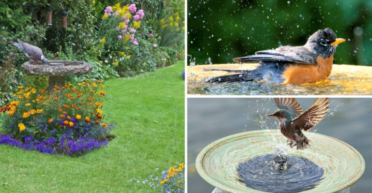 16 Brilliant Tricks To Make Birds Flock To Your Birdbath