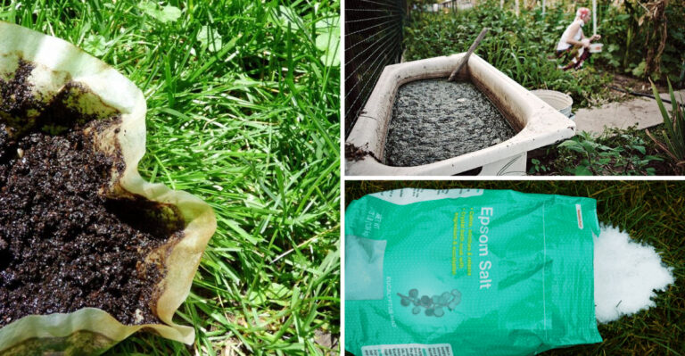 16 DIY Lawn Fertilizers That Save Money