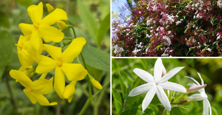 16 Different Plants That Go by the Common Name “Jasmine” — and How to Grow Them