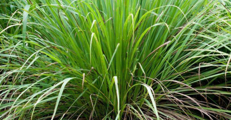 16 Fragrant Plants That Keep Bugs Away in Alabama Summers