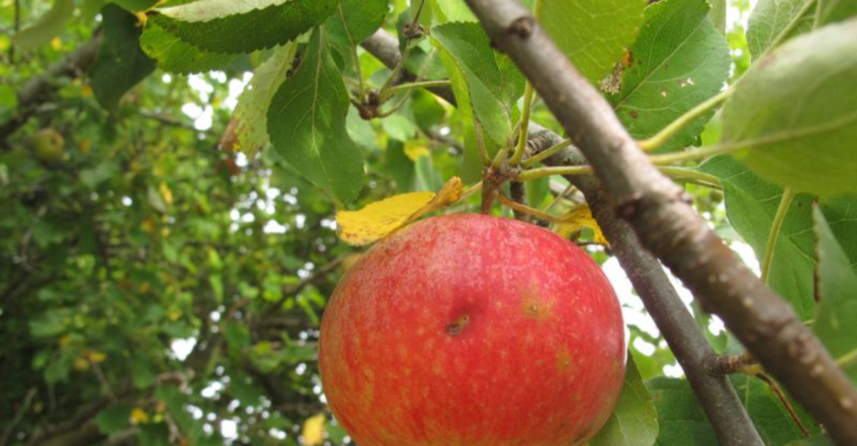 Ripe fruit hanging from an apple tree in a sunny Oregon backyard garden