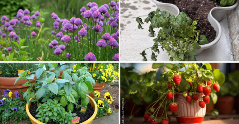 16 Herbs You Should Be Growing With Your Potted Strawberries