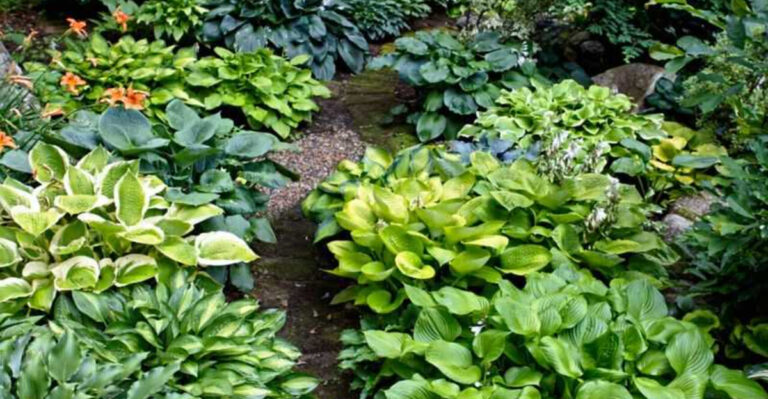 16 Perennials That Can Handle Minnesota’s Brutal Winters and Keep Coming Back