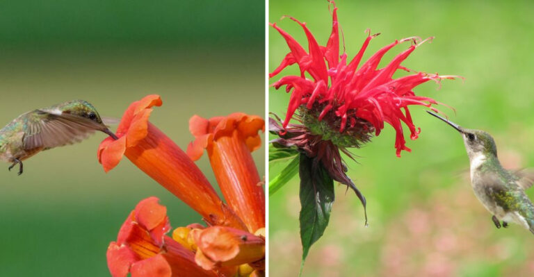 16 Plants Hummingbirds Visit 300% More Than Others – The Secret Inside