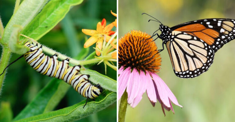 16 Plants That Monarch Butterflies Love