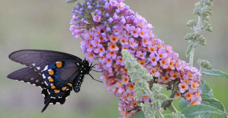 16 Popular Perennials Not Worth Planting, No Matter How Pretty