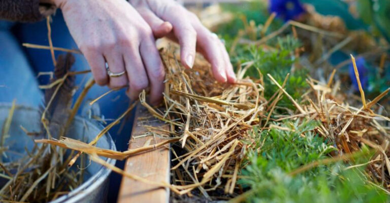 16 Raised Bed Mistakes That Are Common in Colorado (Especially With Altitude)