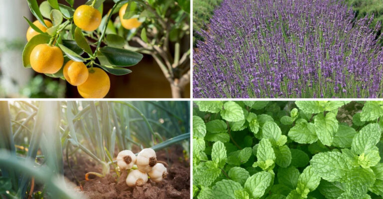16 Smells That Deer Just Can’t Stand And 5 Scents That Attract Them Like Magnet