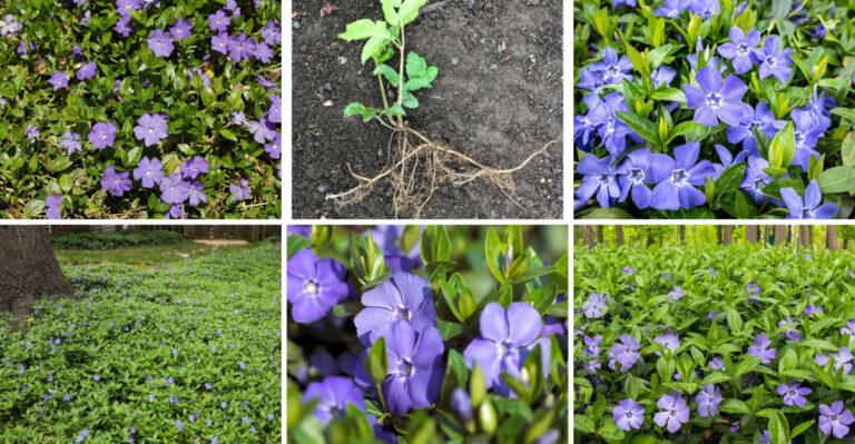 16 Ways Periwinkle Invades Flower Beds (and How to Stop It)