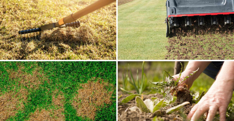 16 Ways to Revive a Dying Lawn