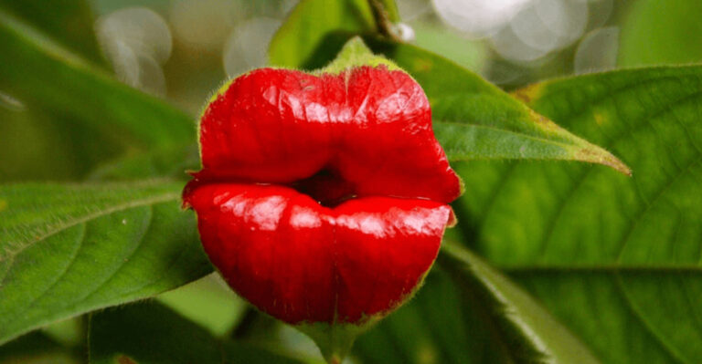 17 Bizarre but Brilliant Plants You’ve Never Heard Of