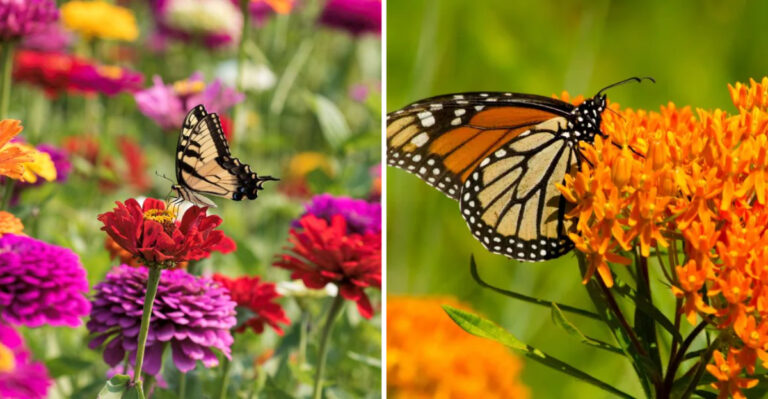 17 Blooming Plants That Attract Butterflies All Season Long