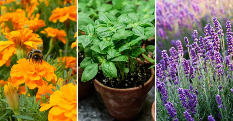17 Companion Plants That Repel Insects