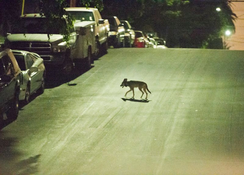 California's Urban Coyote Explosion