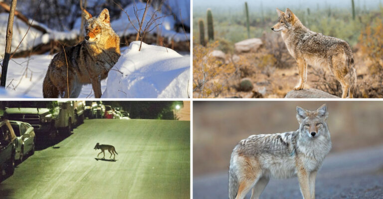 17 Coyote States Share One Deadly Pattern – What Homeowners Must Know Now