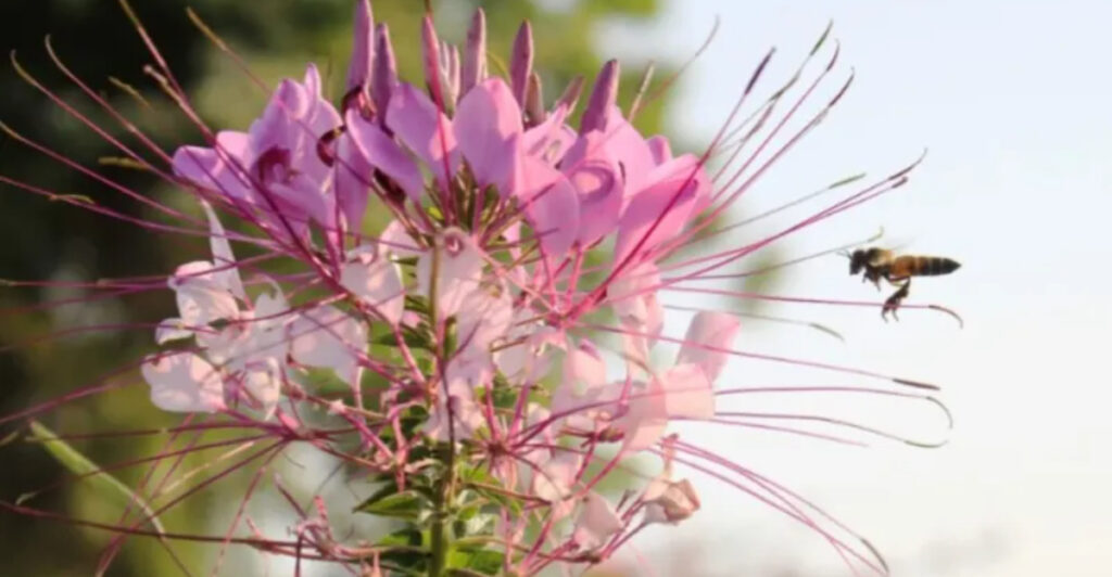 17 Dancing Plants That Will Make You Question Everything About Nature