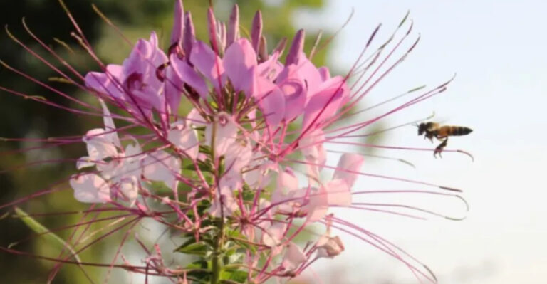 17 Dancing Plants That Will Make You Question Everything About Nature